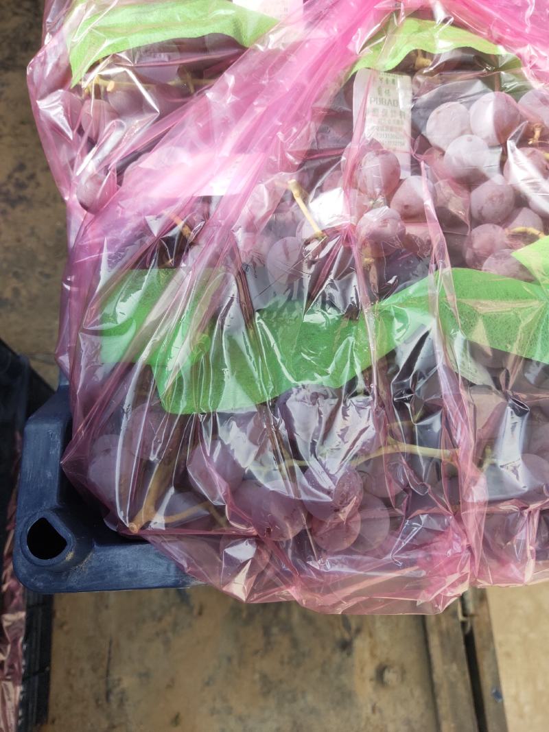 酿酒葡萄！河北省张家口市涿鹿县温泉屯镇精品龙眼葡萄
