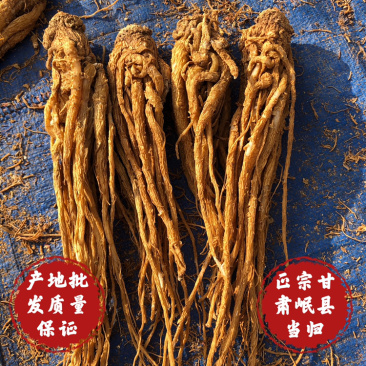 【精选】正宗岷县当归水洗有硫黄当归水洗无硫当归欢迎选购