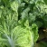 【推荐】优质江苏黄心大白菜大量供应，诚信代办10年
