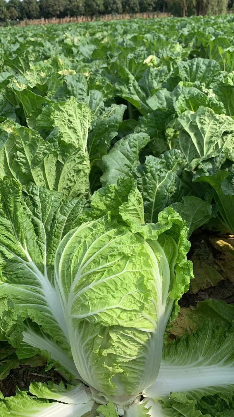 【推荐】优质江苏黄心大白菜大量供应，诚信代办10年