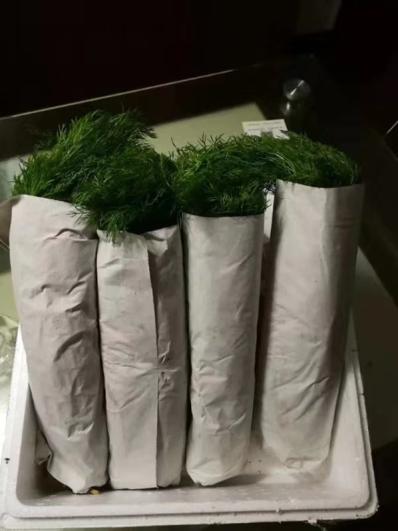茴香，
