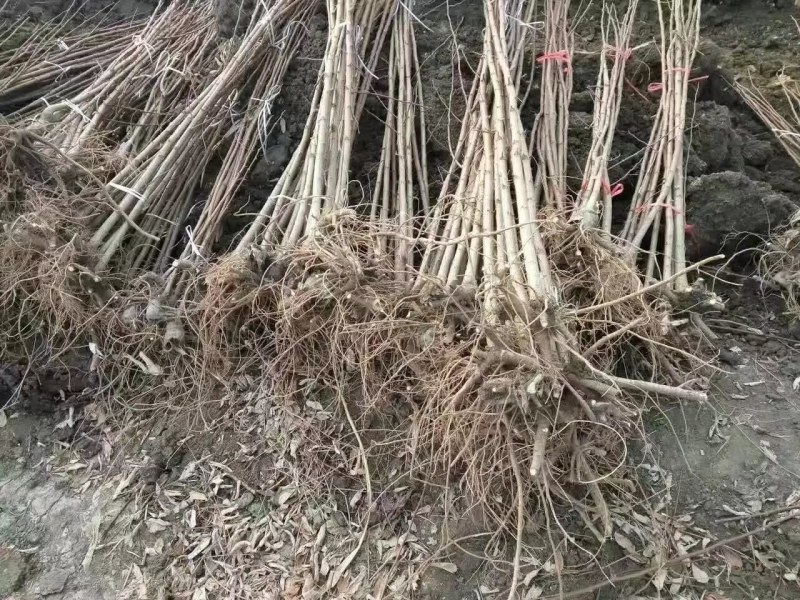 洋槐树，米径6公分刺槐，清地出售，1-12公分货源充足