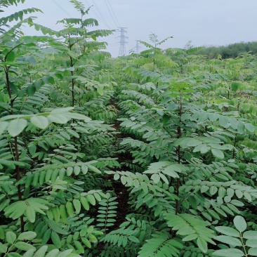 洋槐树，米径6公分刺槐，清地出售，1-12公分货源充足