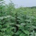 洋槐树，米径6公分刺槐，清地出售，1-12公分货源充足