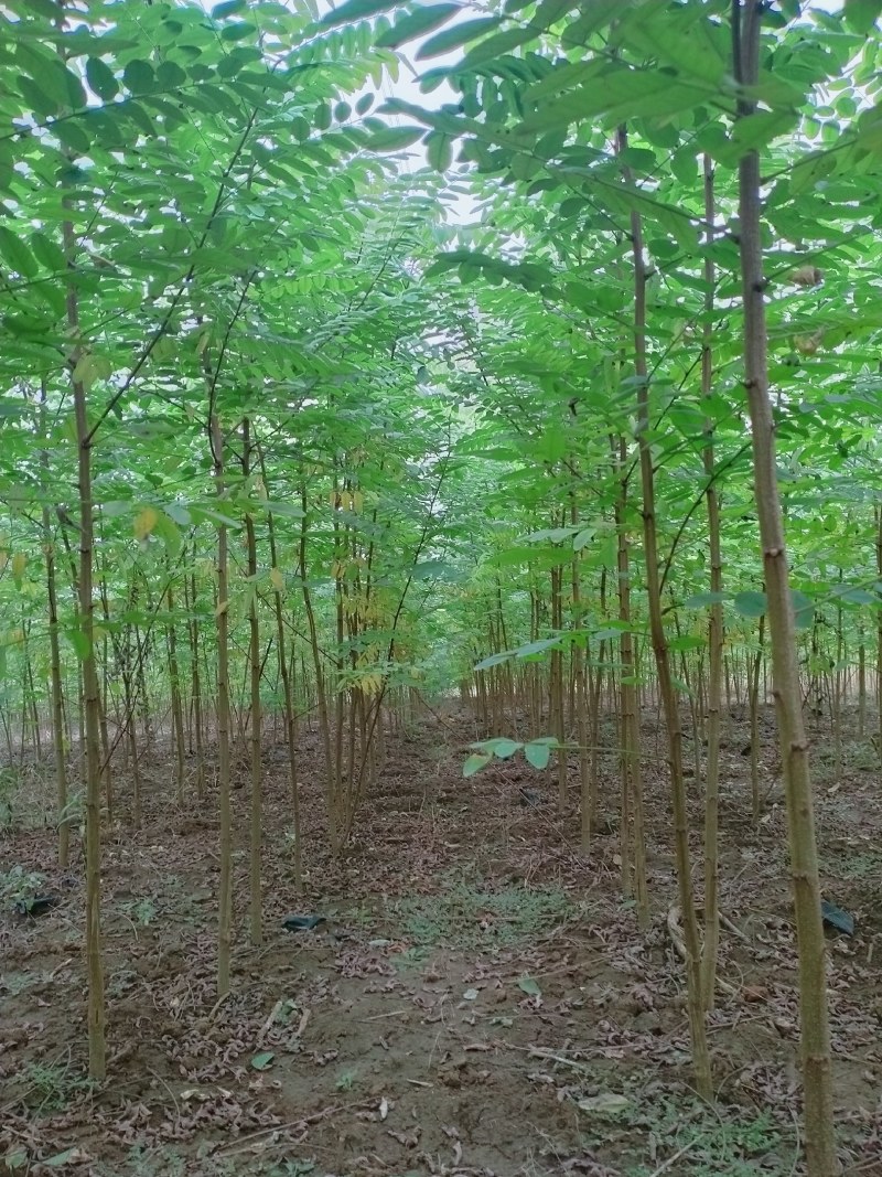 洋槐树，米径6公分刺槐，清地出售，1-12公分货源充足
