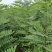 洋槐树，米径6公分刺槐，清地出售，1-12公分货源充足