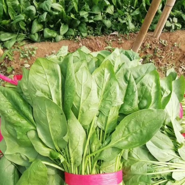 波菜，我们这边有三千亩冷棚蔬菜，各种各样蔬菜