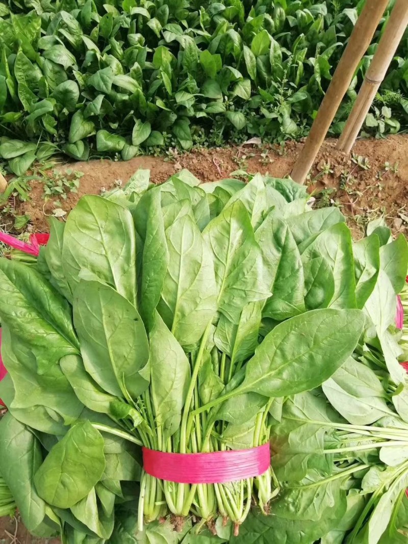 波菜，我们这边有三千亩冷棚蔬菜，各种各样蔬菜