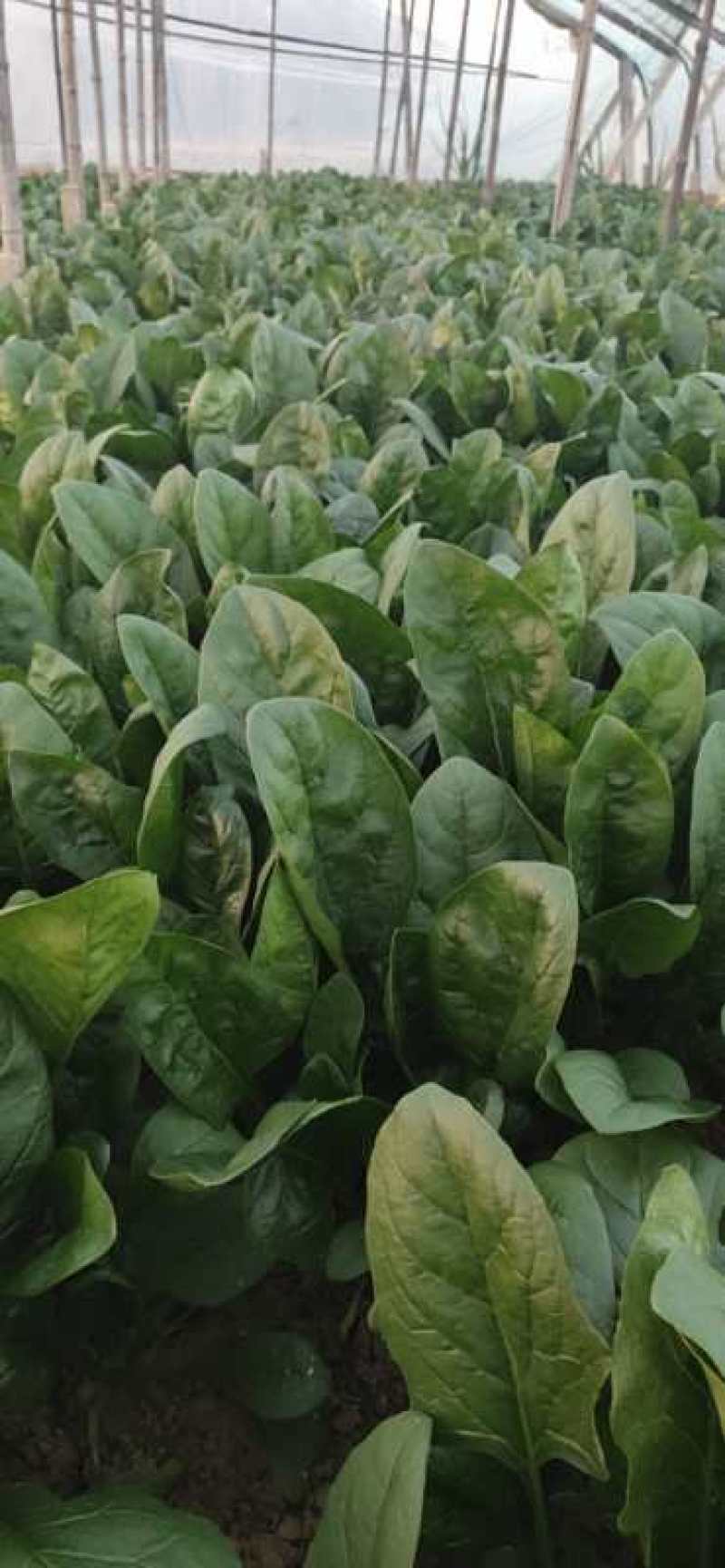 波菜，我们这边有三千亩冷棚蔬菜，各种各样蔬菜
