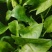 波菜，我们这边有三千亩冷棚蔬菜，各种各样蔬菜