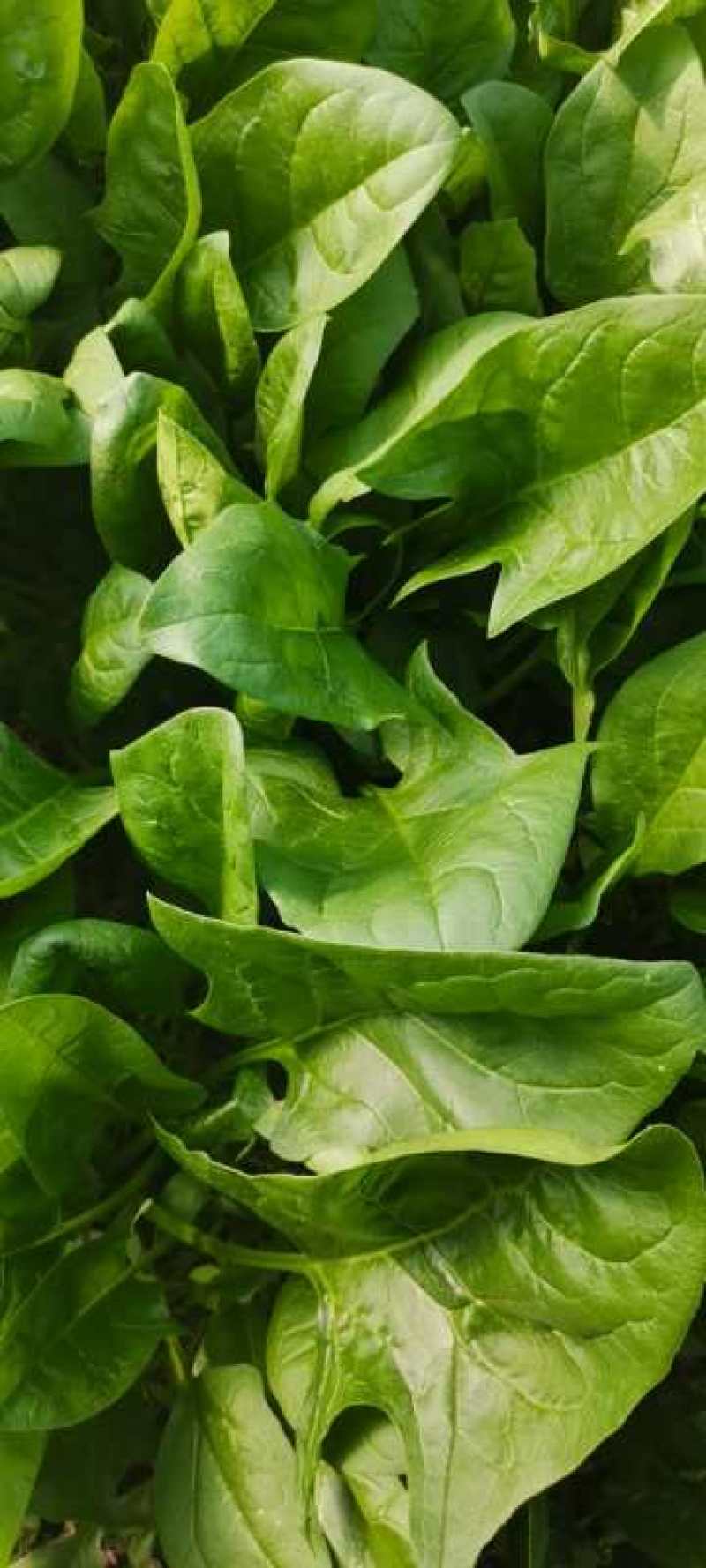 波菜，我们这边有三千亩冷棚蔬菜，各种各样蔬菜