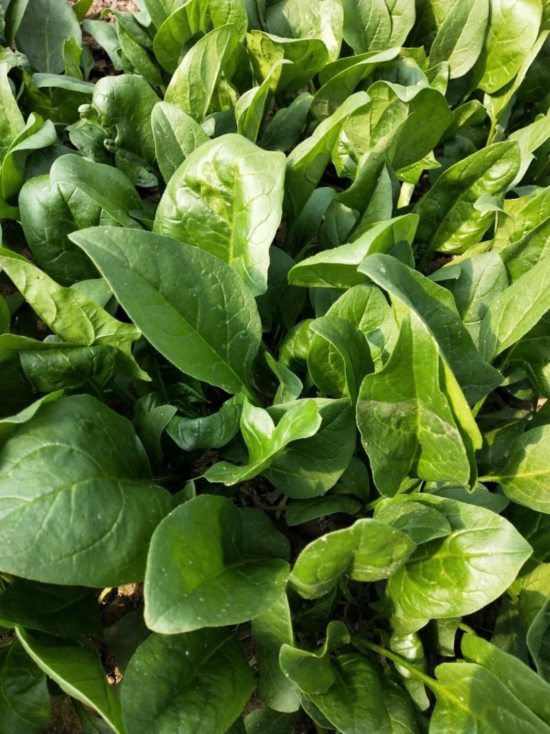 波菜，我们这边有三千亩冷棚蔬菜，各种各样蔬菜