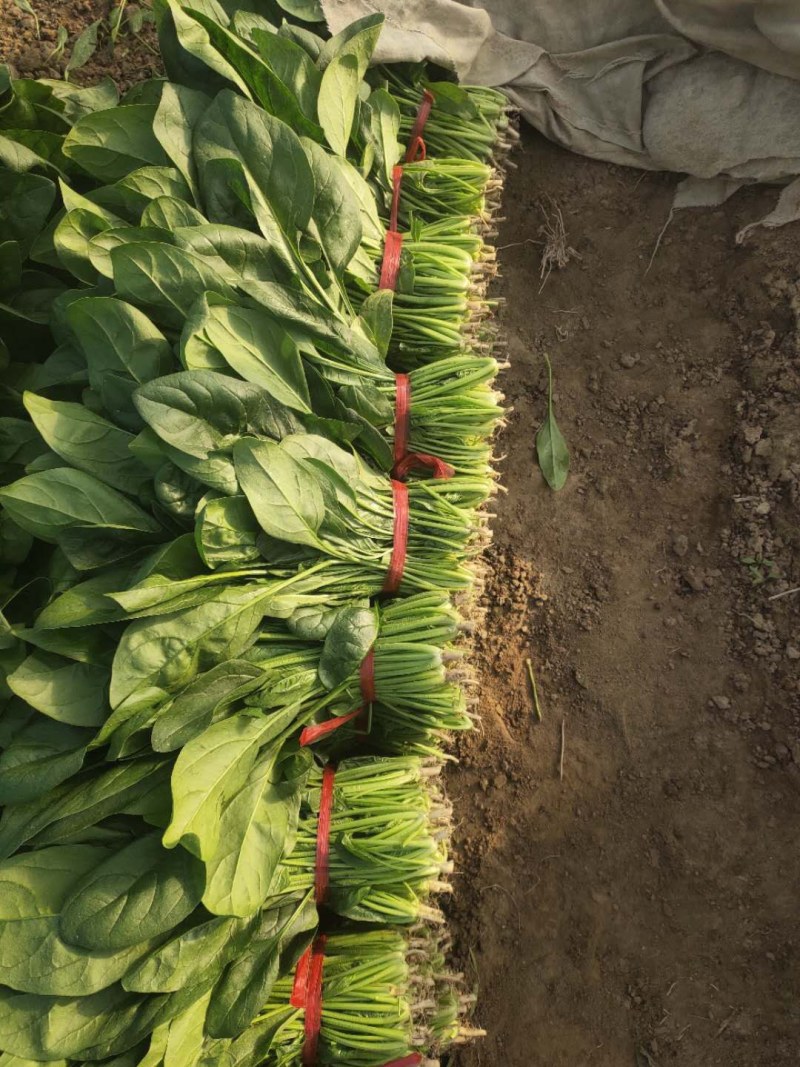 波菜，我们这边有三千亩冷棚蔬菜，各种各样蔬菜