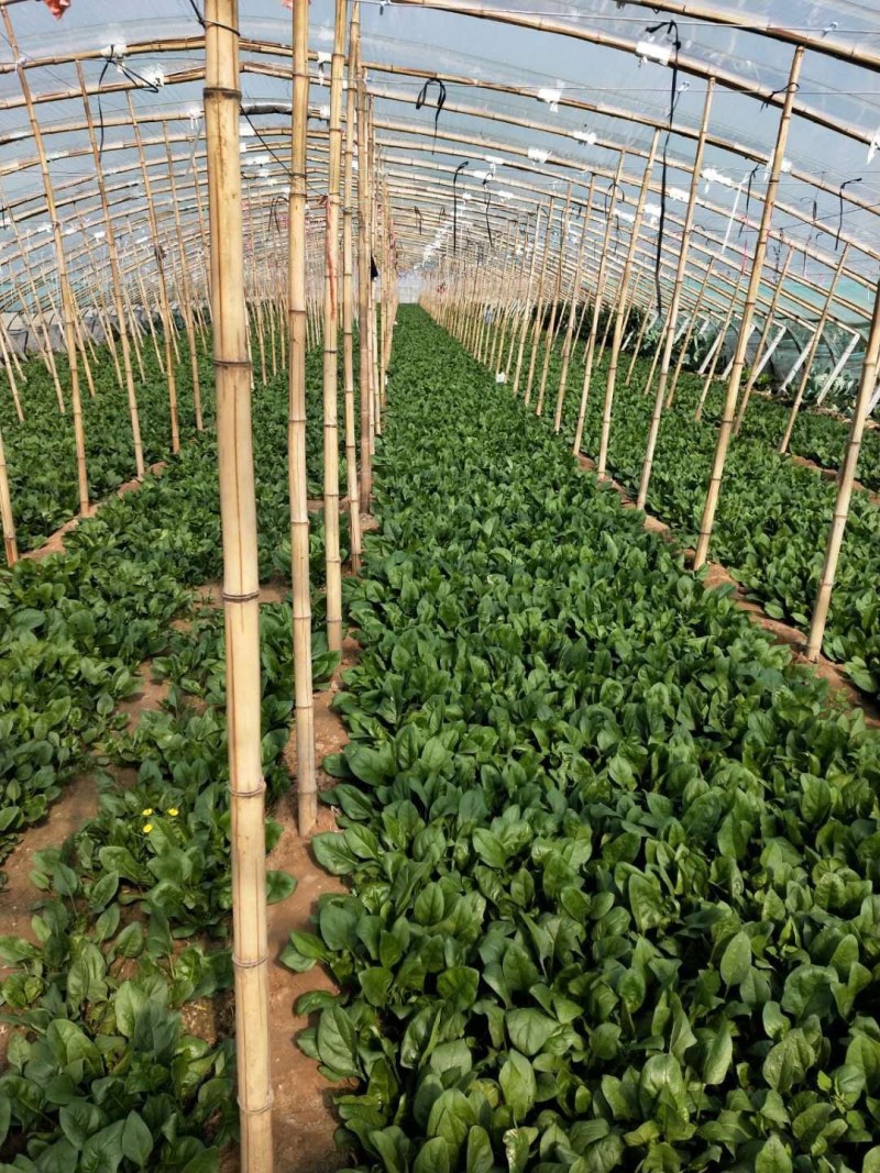 波菜，我们这边有三千亩冷棚蔬菜，各种各样蔬菜