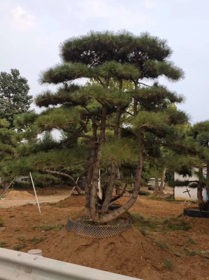 造型松，迎客松，产地直销，规格齐全，上门移栽，来电优惠