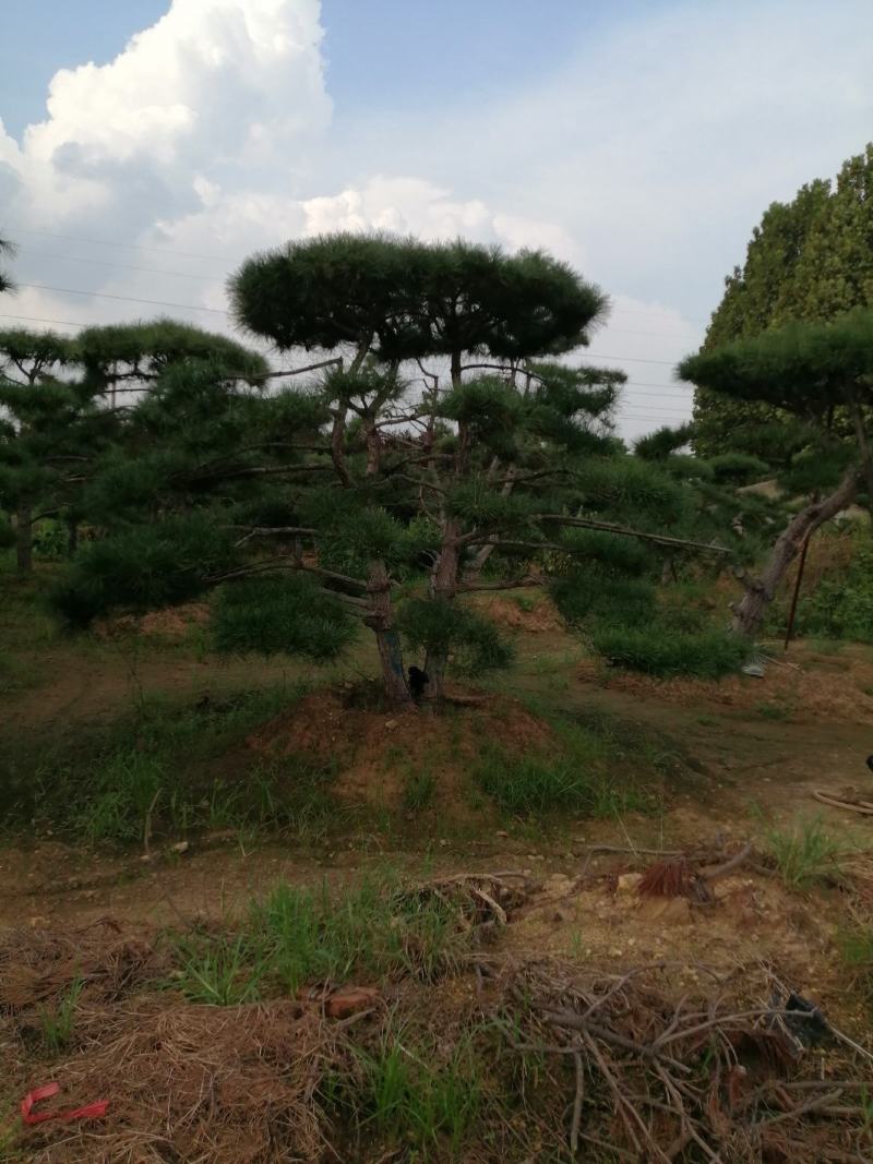 造型松，迎客松，产地直销，规格齐全，上门移栽，来电优惠