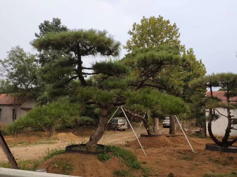 造型松，迎客松，产地直销，规格齐全，上门移栽，来电优惠