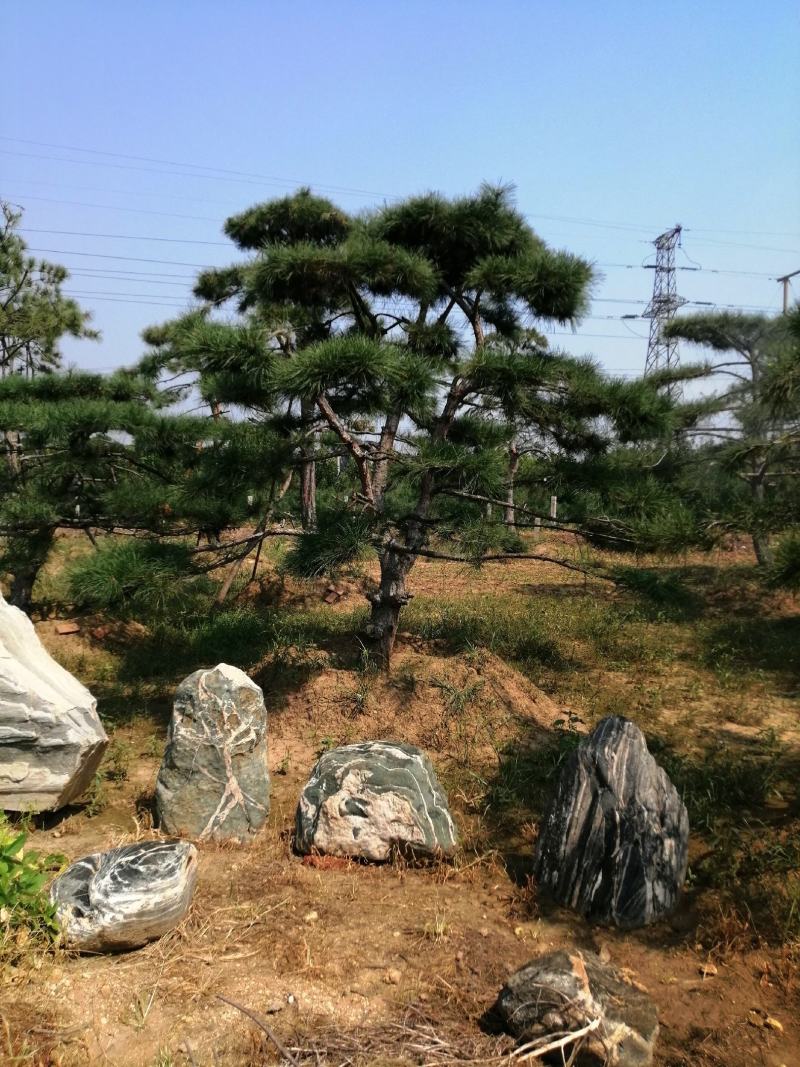 造型松，迎客松，产地直销，规格齐全，上门移栽，来电优惠