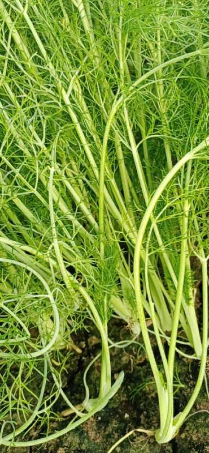 茴香，颜色特别好，冷棚里面的