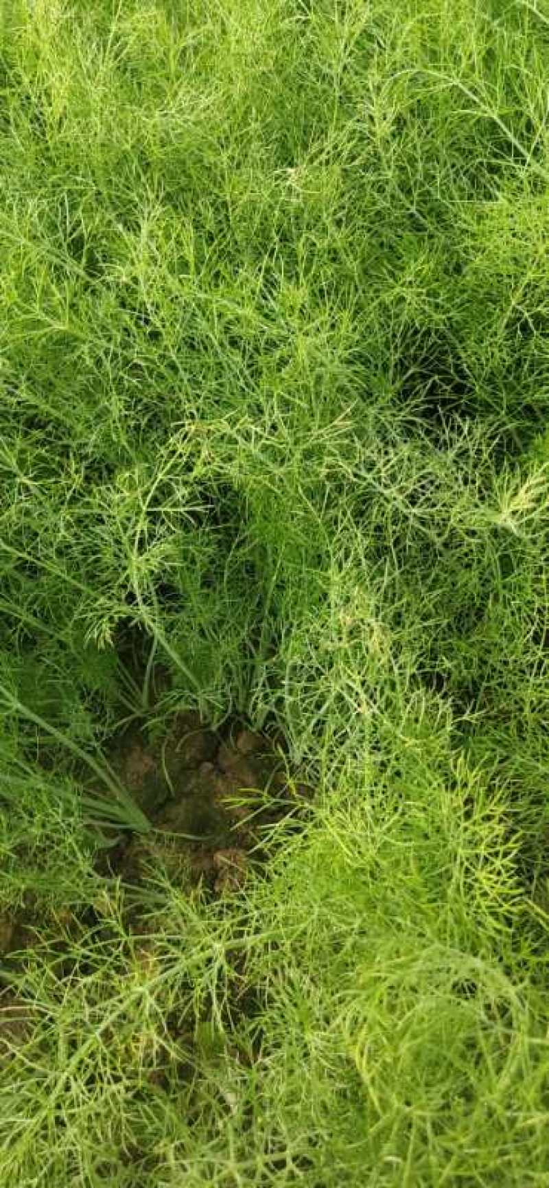 茴香，颜色特别好，冷棚里面的