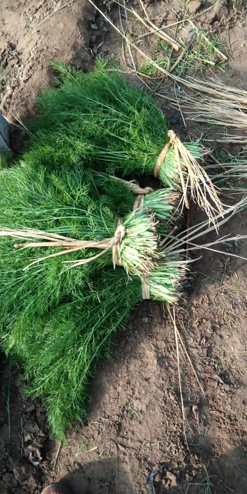 茴香，颜色特别好，冷棚里面的