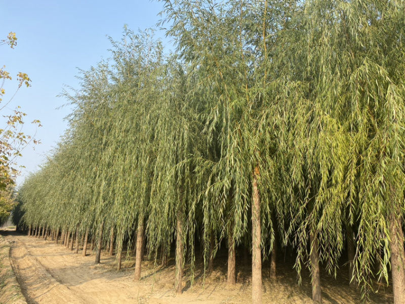 金丝垂柳一级质量二级价格规格齐全金丝柳