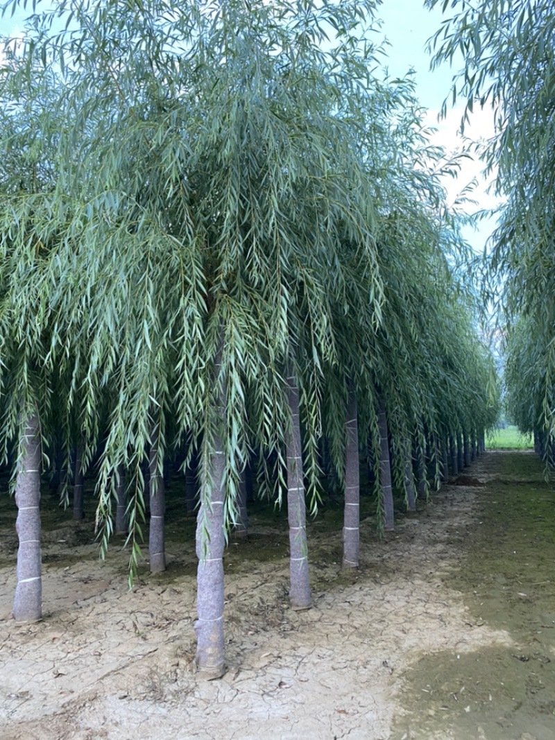 金丝垂柳一级质量二级价格规格齐全金丝柳