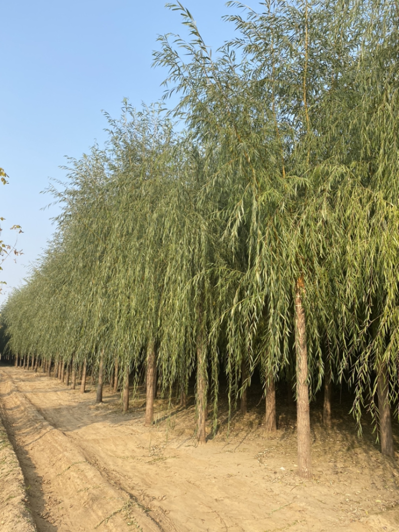 金丝垂柳一级质量二级价格规格齐全金丝柳