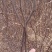 新无刺花椒苗《人工采摘费降低，成本降，转向增收大势