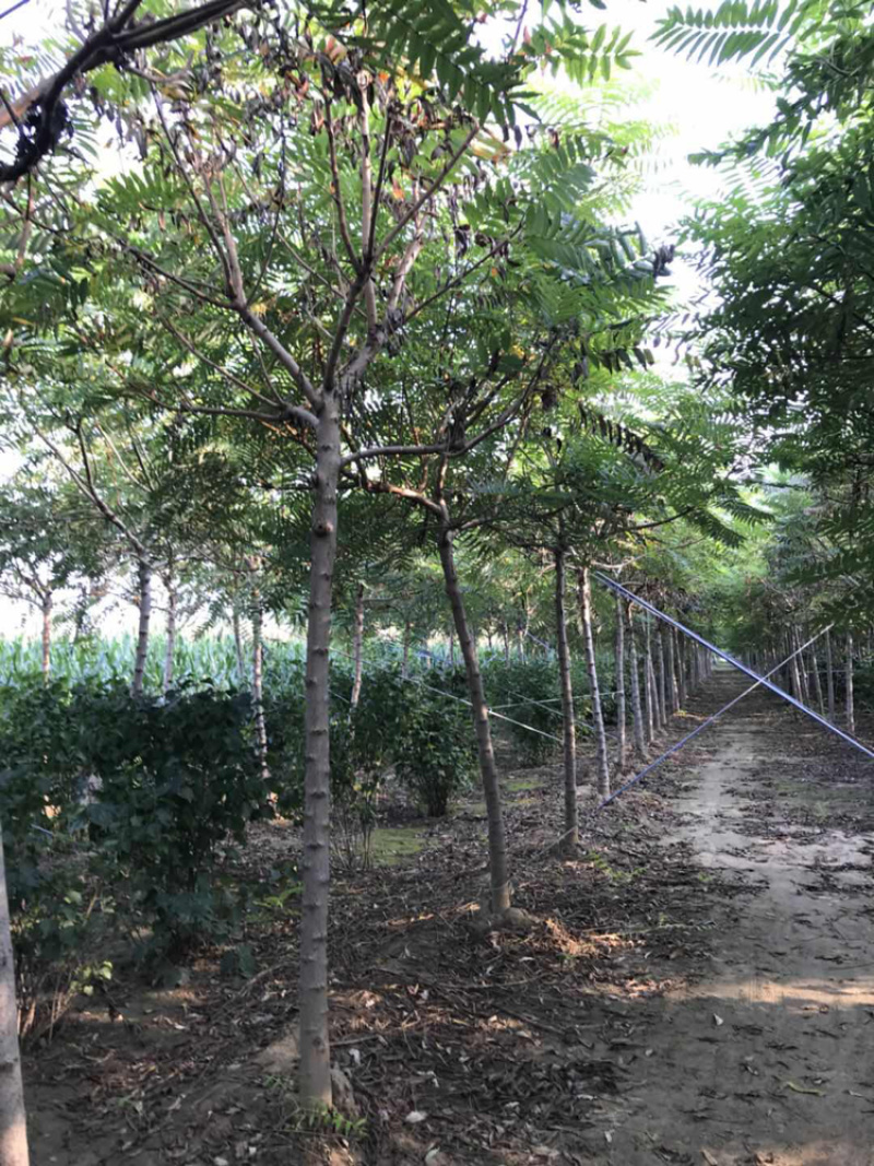 火炬树2-10公分火炬树一律批发价！