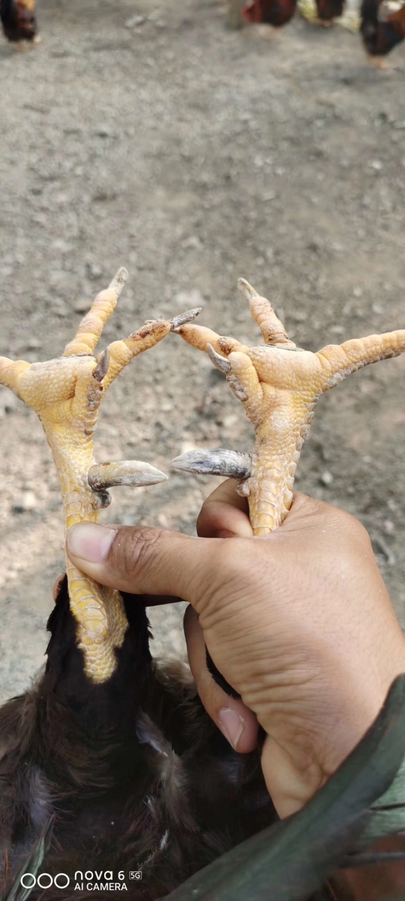 靓货老水清远嘛阎鸡