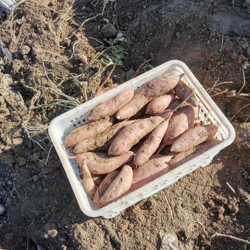 龙薯9号红薯自家种植产地供货大量上市