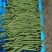 山东莘县芸豆大量上市万亩基地直供量大从优保质保量
