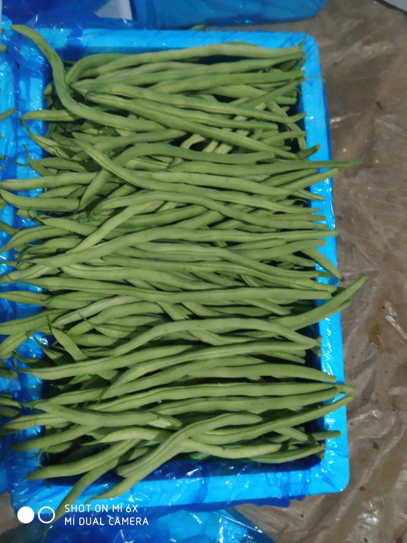 山东莘县芸豆大量上市万亩基地直供量大从优保质保量