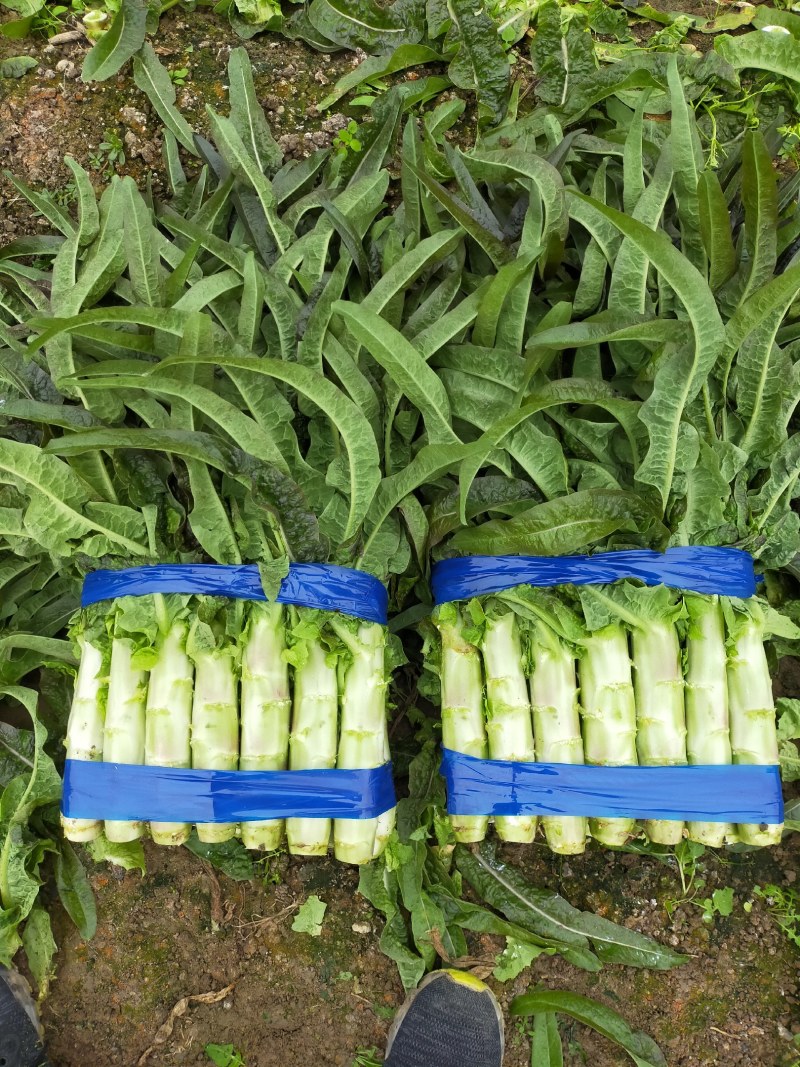 红尖叶莴苣皮青，皮薄颜色鲜艳