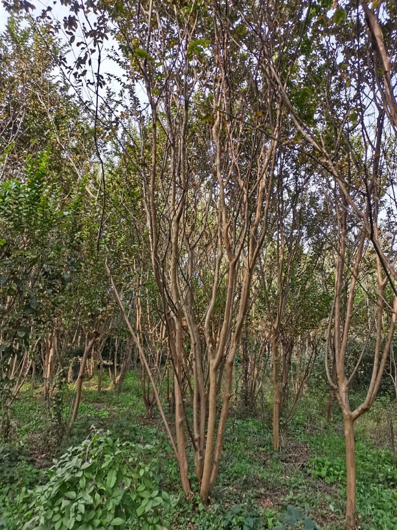 紫薇丛生紫薇高分支高杆紫薇工程绿化点缀庭院绿化