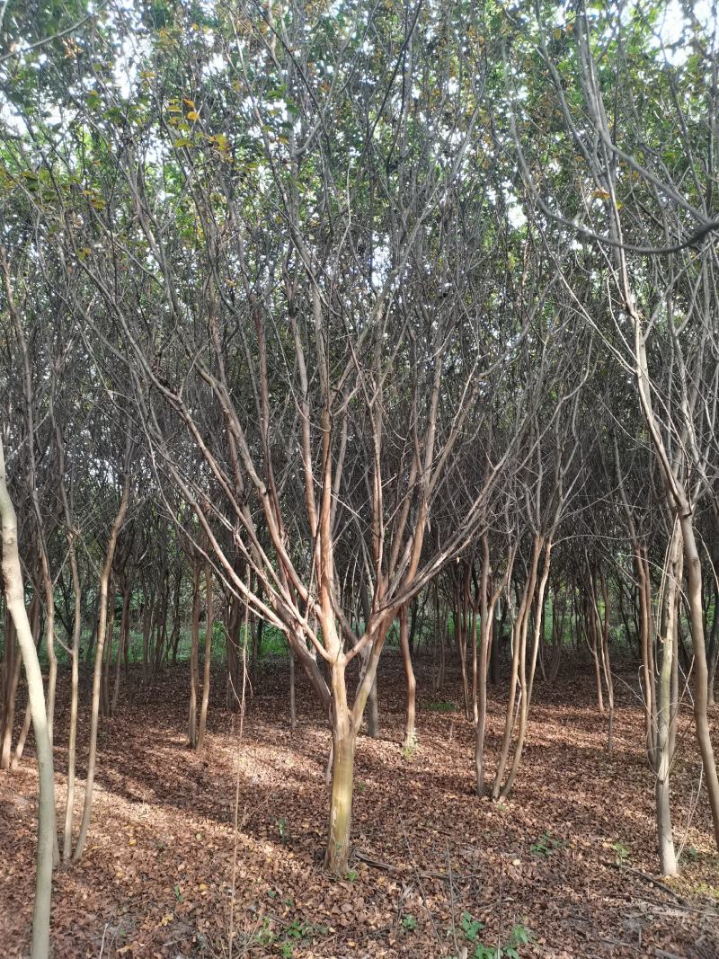 紫薇丛生紫薇高分支高杆紫薇工程绿化点缀庭院绿化