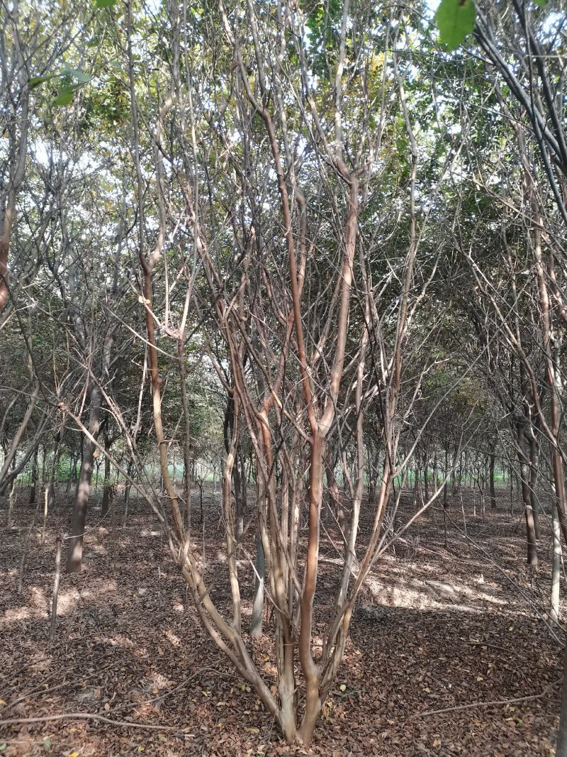 紫薇丛生紫薇高分支高杆紫薇工程绿化点缀庭院绿化