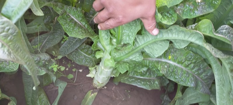 红尖叶莴笋大量上市中