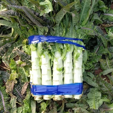 红尖叶莴笋大量上市中