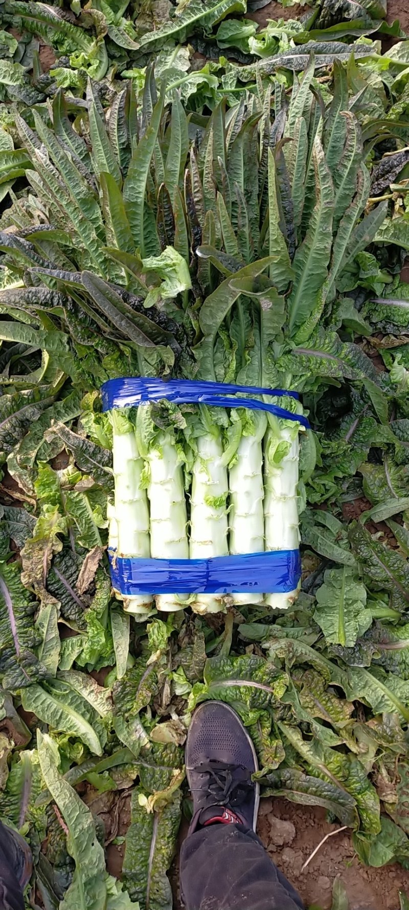 红尖叶莴笋大量上市中