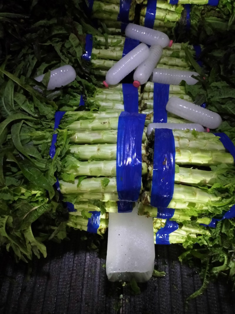 红尖叶莴笋大量上市中