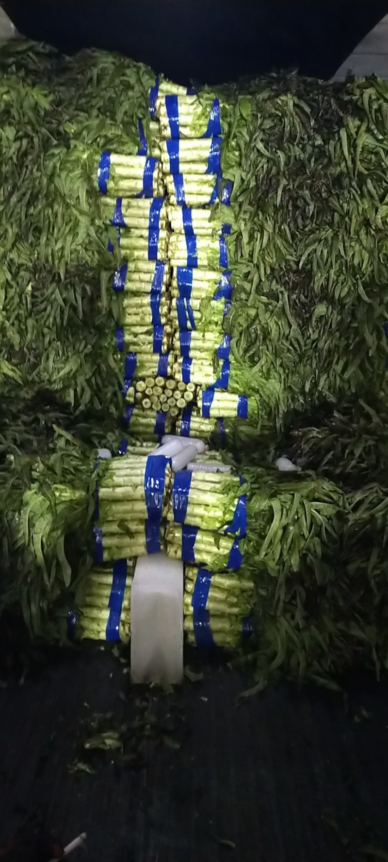 红尖叶莴笋大量上市中