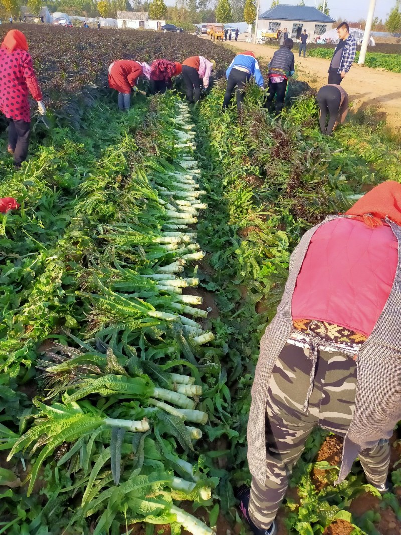 红尖叶莴笋大量上市中