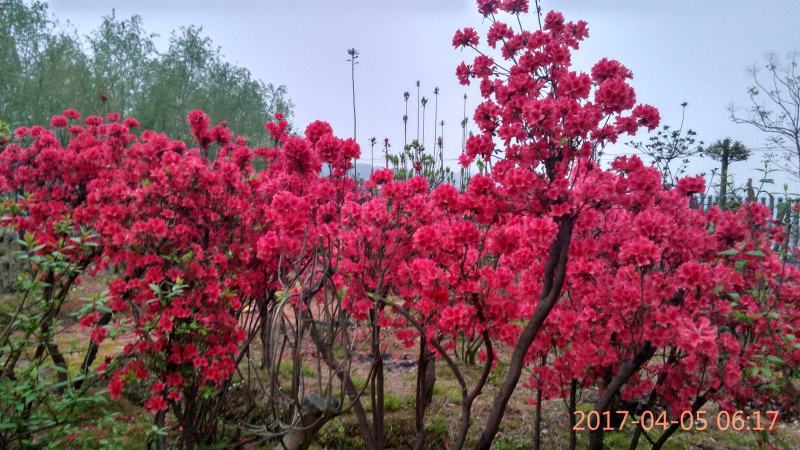 杜鹃映山红国旗红紫色黄色古桩盆景