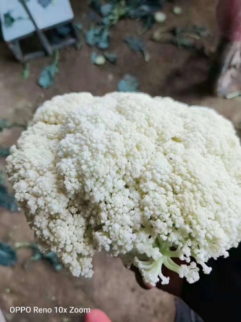 精品菠菜大量上市中，质量好，上货量大