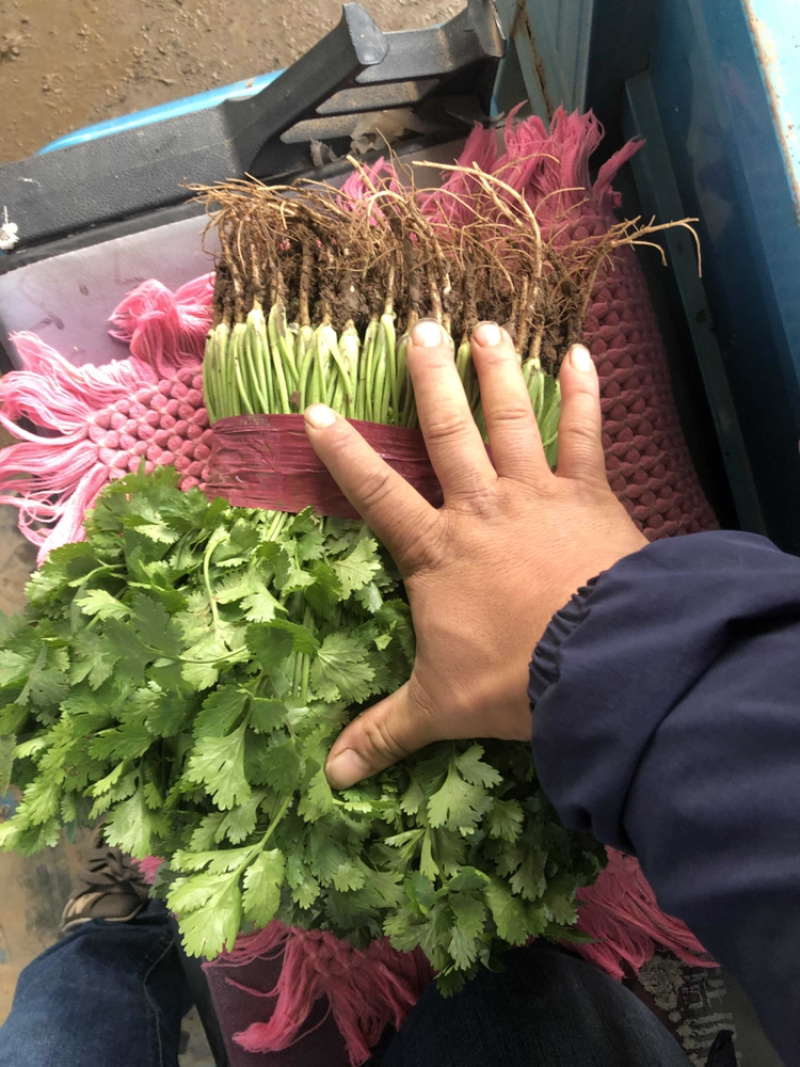 精品菠菜大量上市中，质量好，上货量大
