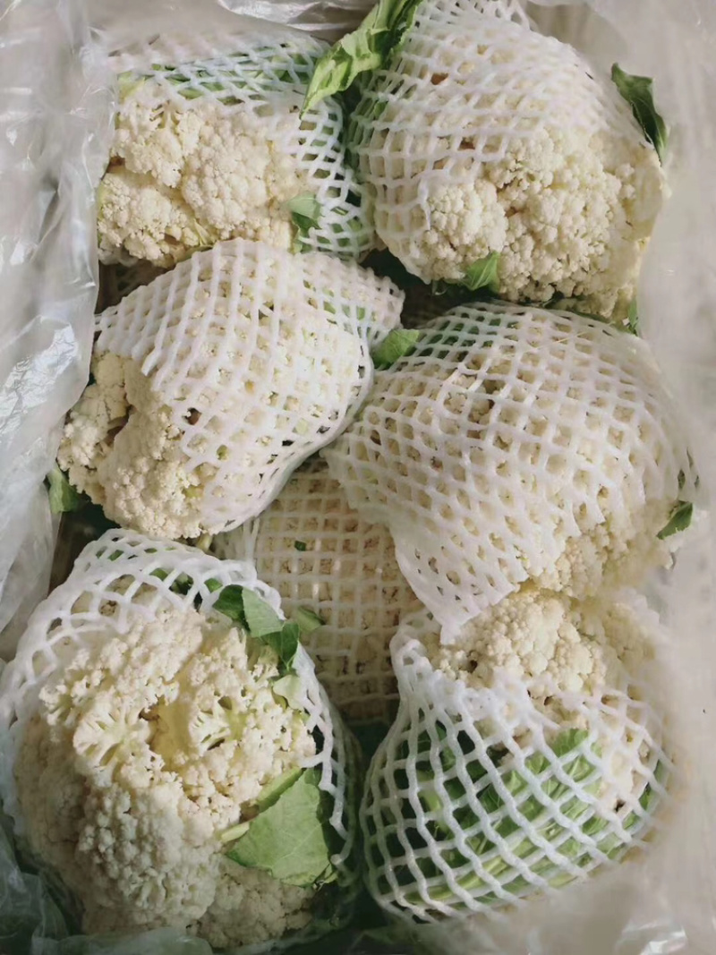 精品菠菜大量上市中，质量好，上货量大