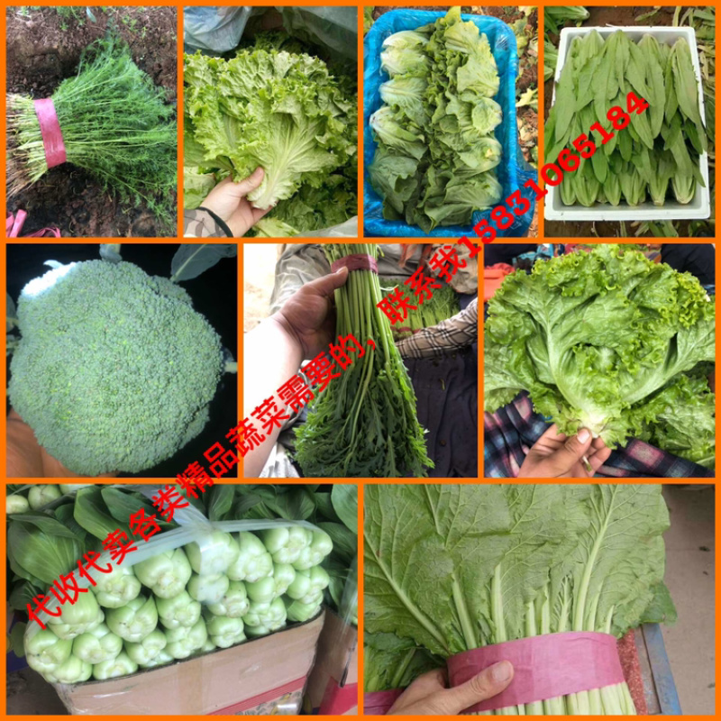 精品菠菜大量上市中，质量好，上货量大