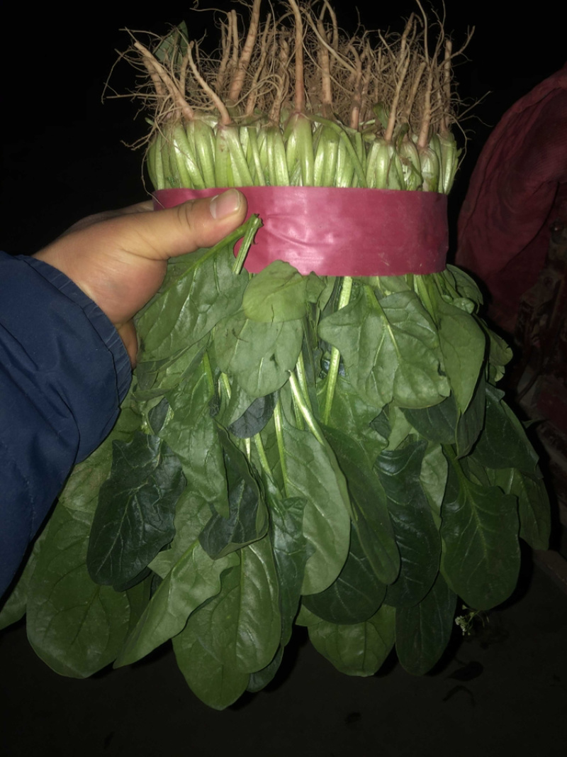 精品菠菜大量上市中，质量好，上货量大